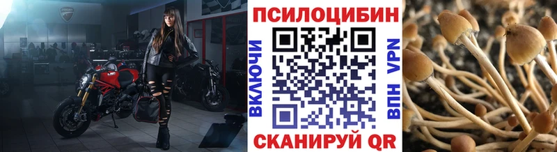 где купить наркотик Калач-на-Дону Псилоцибиновые грибы Psilocybe